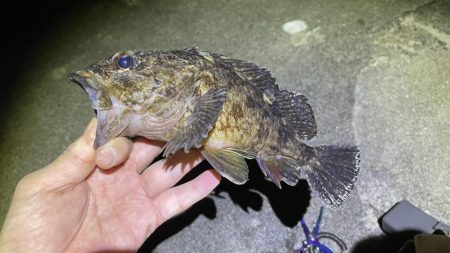 ガシラとメバル