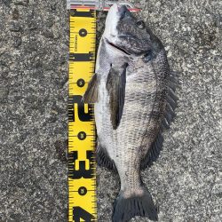 チヌフカセ釣り