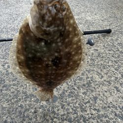 カマス釣りが楽し過ぎ