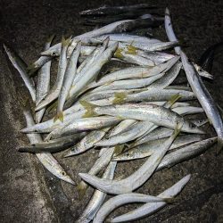 ★★カマス入れ食い他ヒラメとマゴチも★★