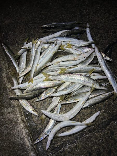 ★★カマス入れ食い他ヒラメとマゴチも★★