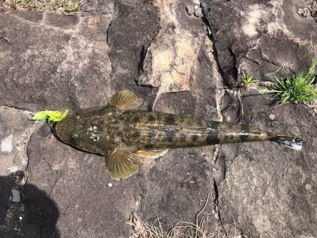 大潮ど干潮釣行