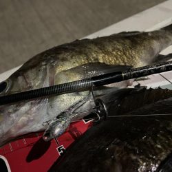 メバルちゃんに会いたくて