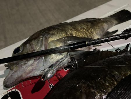 メバルちゃんに会いたくて