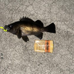 メバリング今年2回目