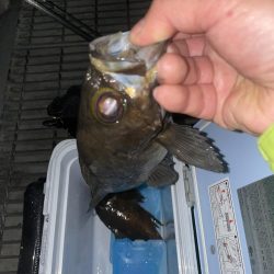 メバリング3回目