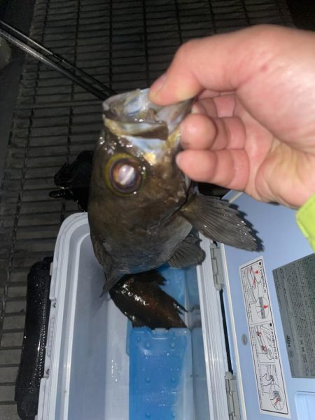 メバリング3回目