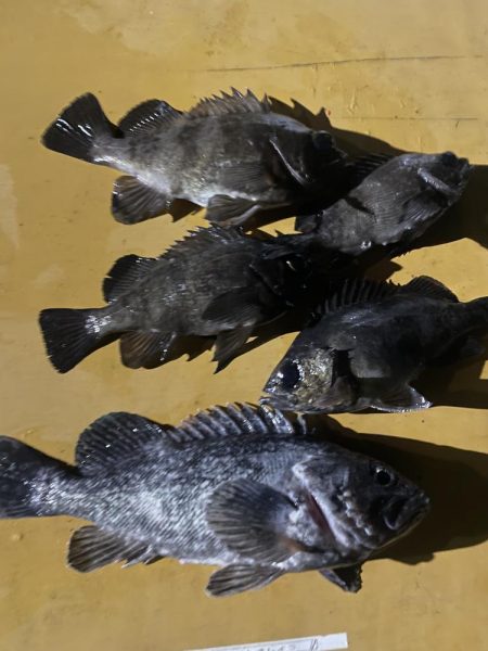 メバルリベンジ