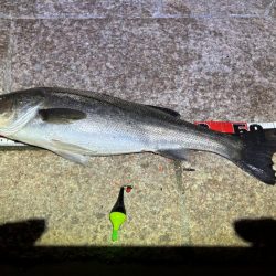 ハネの活性高し!夜でもOK!