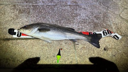 ハネの活性高し!夜でもOK!