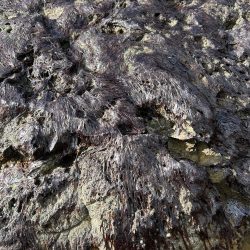 秋田県男鹿市で根魚！