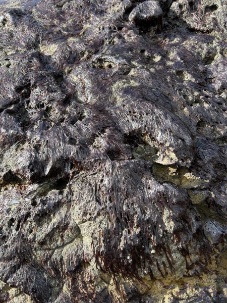秋田県男鹿市で根魚！