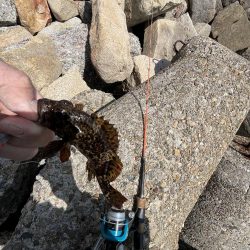 花見カレイ不発