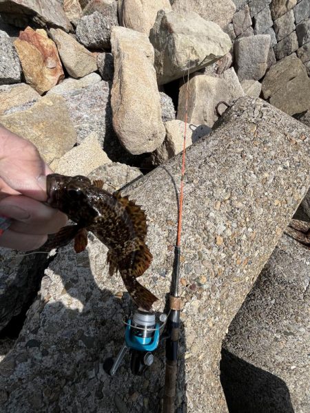 花見カレイ不発