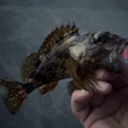 春のガッシー祭り！