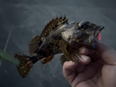 春のガッシー祭り！