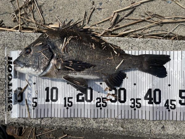 イチノ兄弟、釣果!