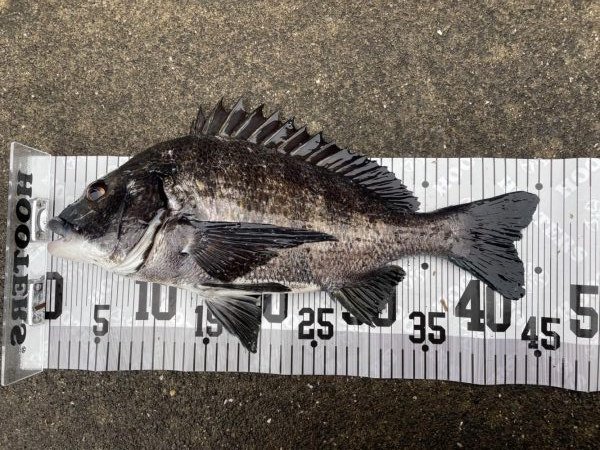 イチノ兄弟、釣果！