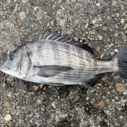 イチノ兄弟、釣果!