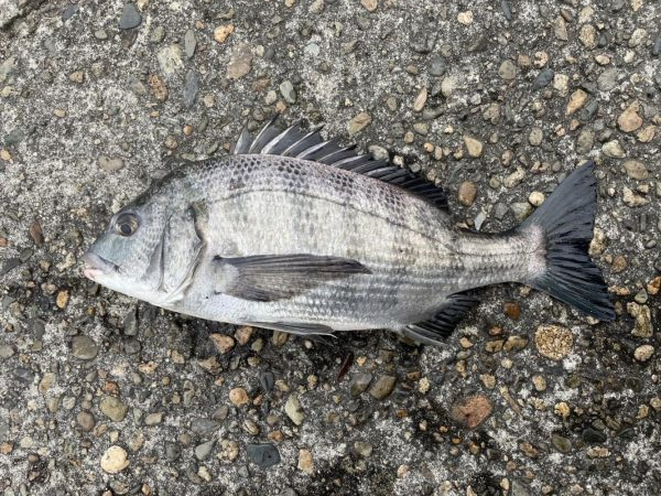 イチノ兄弟、釣果!