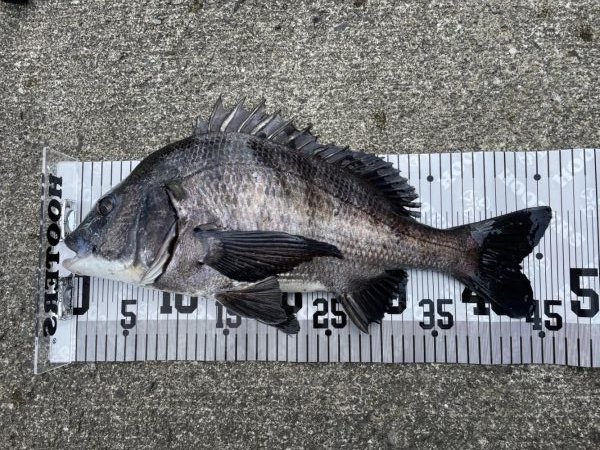 イチノ兄弟、釣果!