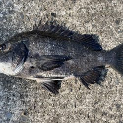 イチノ兄弟、釣果！