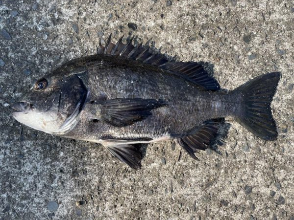 イチノ兄弟、釣果！