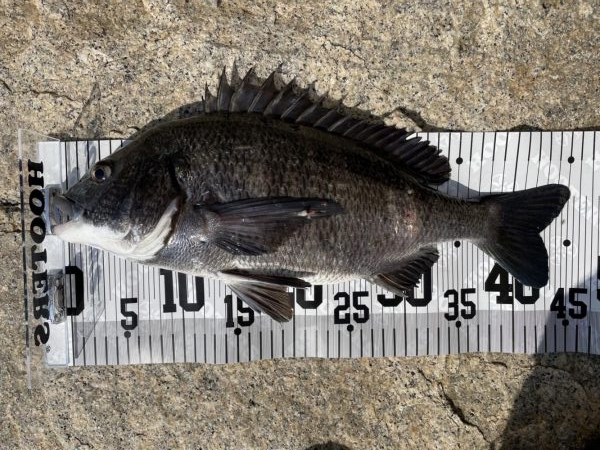 イチノ兄弟、釣果!