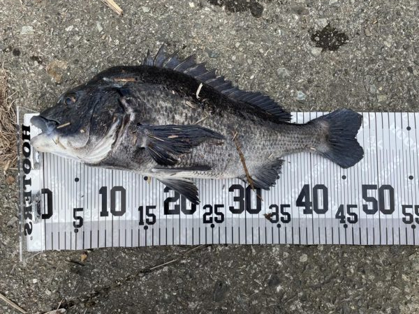 イチノ兄弟、釣果！