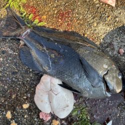 和歌山市江(吉丸渡船)でグレ釣り