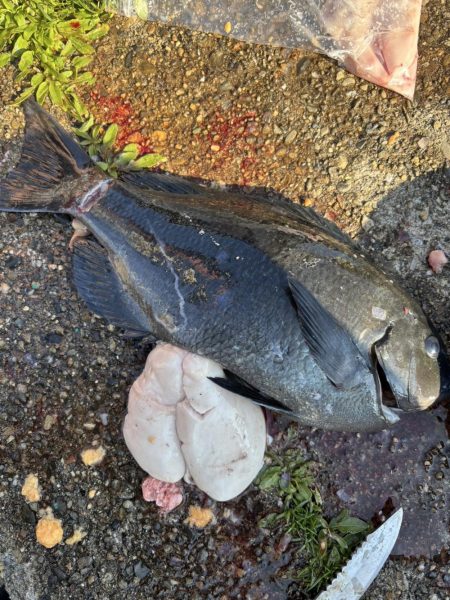 和歌山市江(吉丸渡船)でグレ釣り