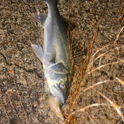 ホタパタでシーバス