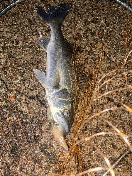 ホタパタでシーバス