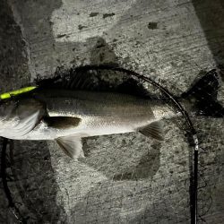 爆風の中の一本