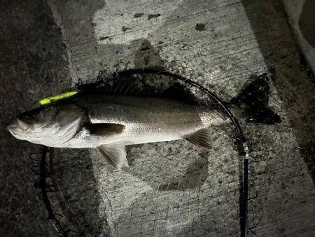 爆風の中の一本