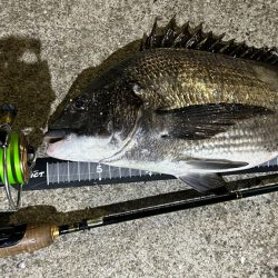 チヌは浮きぎみ?