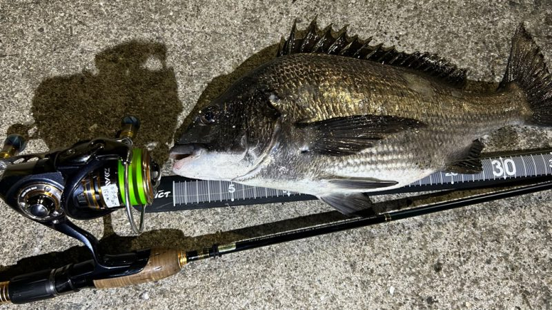 チヌは浮きぎみ？