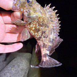 姫路メバル降臨