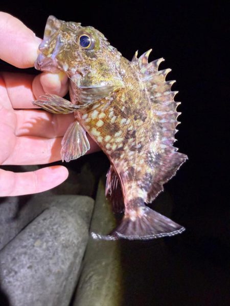 姫路メバル降臨