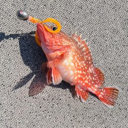 ハマチ/ジギング