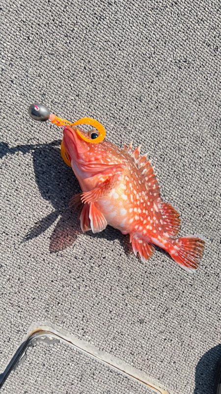 ハマチ/ジギング