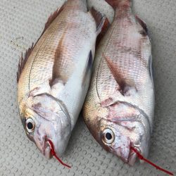 厳寒期タイラバ