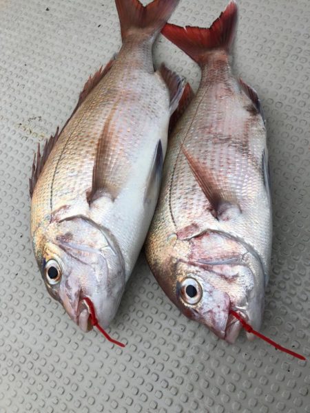 厳寒期タイラバ