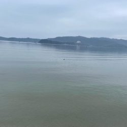 ヤリイカ終盤戦