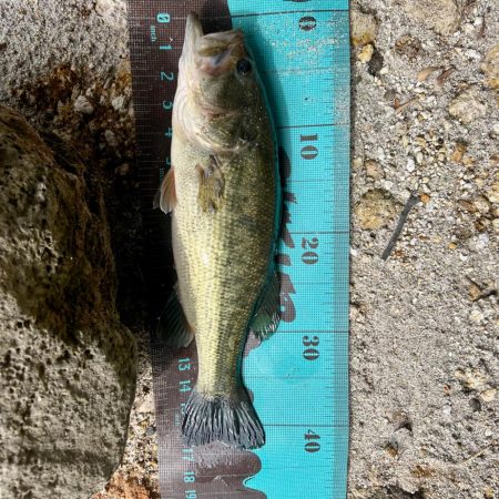 ボチボチ春か？🌸