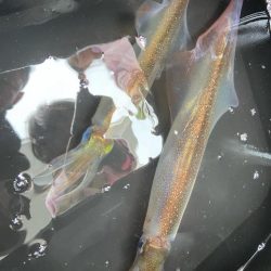 大型ヤリイカゲット