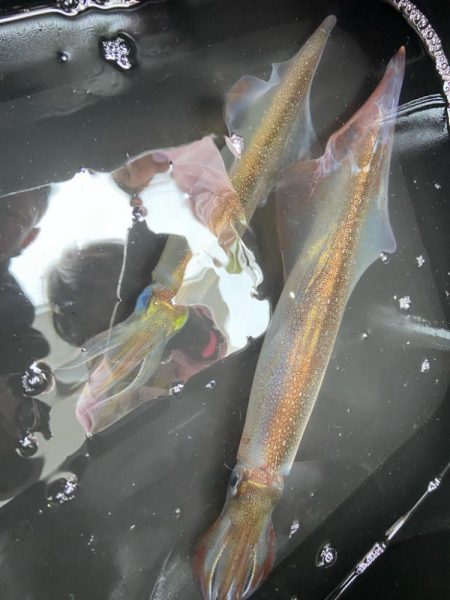 大型ヤリイカゲット