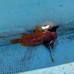 ダイソージグで根魚