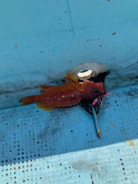 ダイソージグで根魚