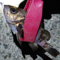 西二見でメバリング